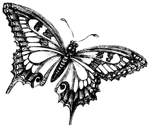 butterfly cartoon black and white|black and white butterflies drawing.